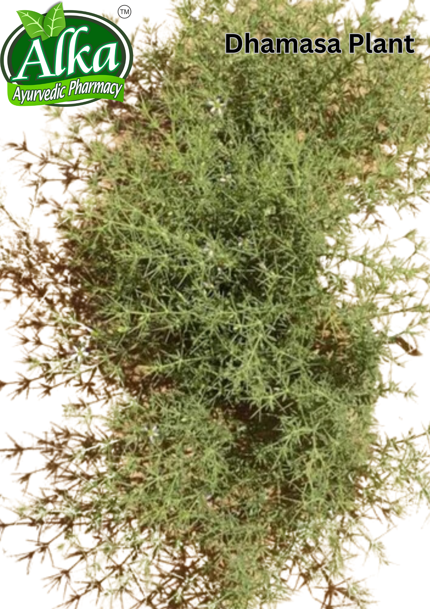 Dhamasa Powder - Fagonia cretica